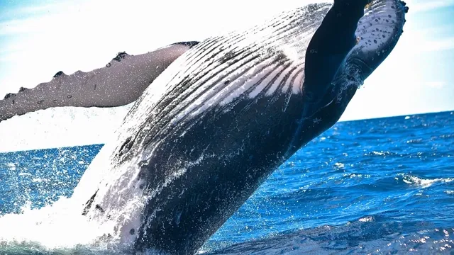 Bitcoin: Bitcoin Whale Moves $378 Million After Sitting Through March 2020 Crash news card image