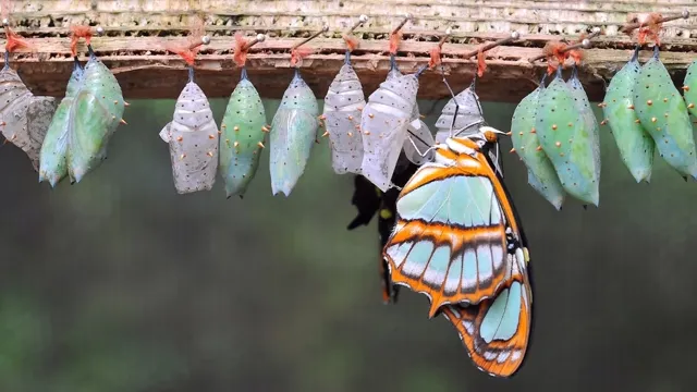 Bitcoin: 3,2 milyon dolarlık 'bitcoin butterfly' opsiyon işlemi, Ekim sonuna kadar 95,000 dolara yükseliş bekliyor haber kartı görseli